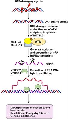 N6-Methyladenosine, DNA Repair, and Genome Stability